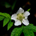 Macro - White flower