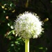 Onion flower