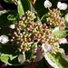Hydrangea bud