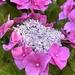 Hydrangea by pamknowler