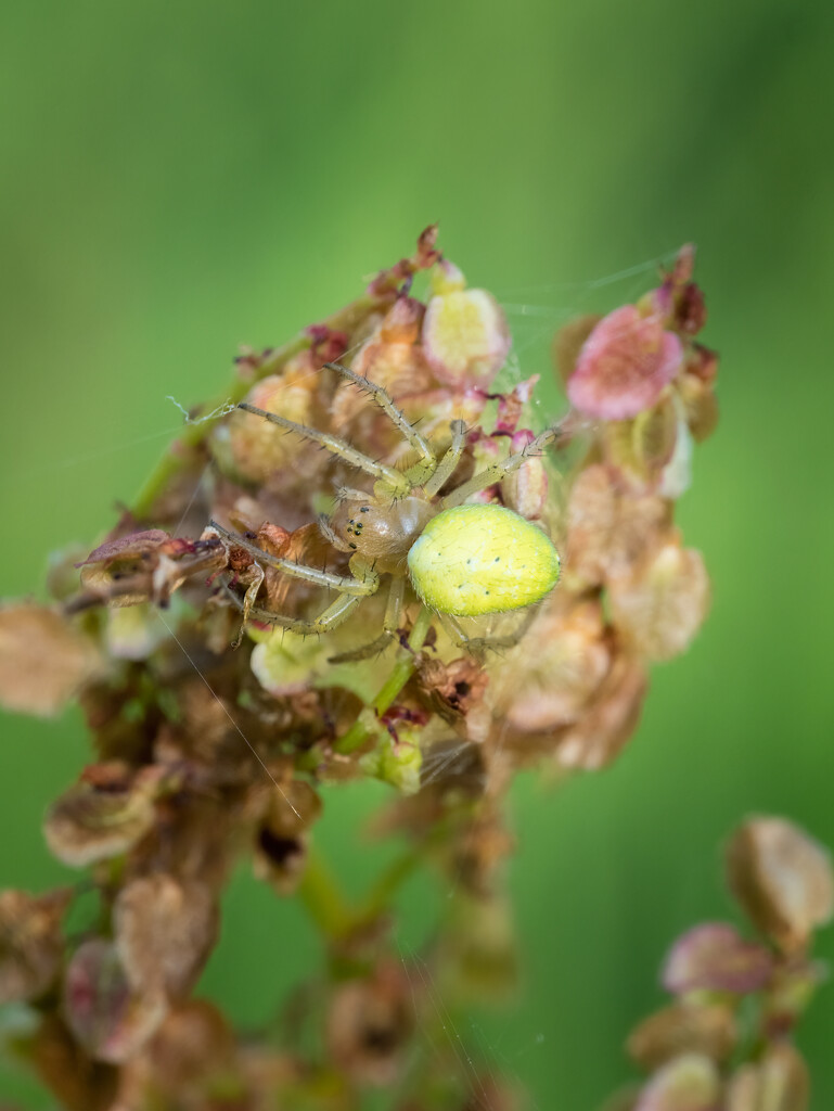20240626-OM_093771-Edit_365 by krysko