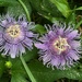 A very fragrant pair...