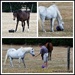 Rescue horses