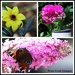 Today's flowers