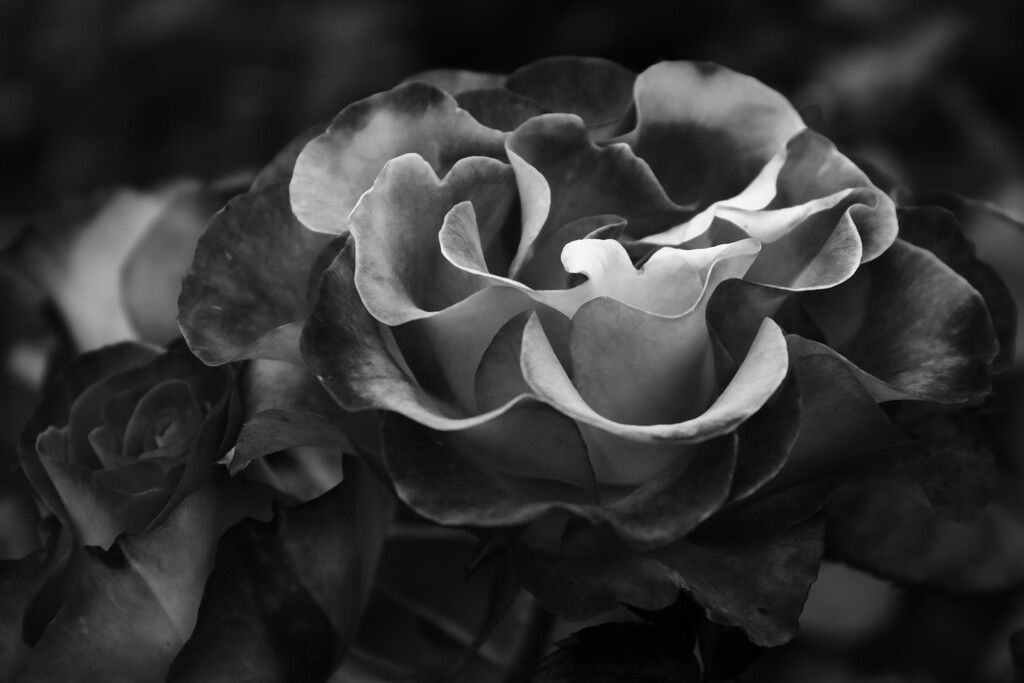 petals by blueberry1222