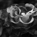 petals