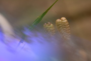 7th Jul 2025 - Briza Maximus (Quaking grass)?~~~~~
