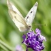 Large White