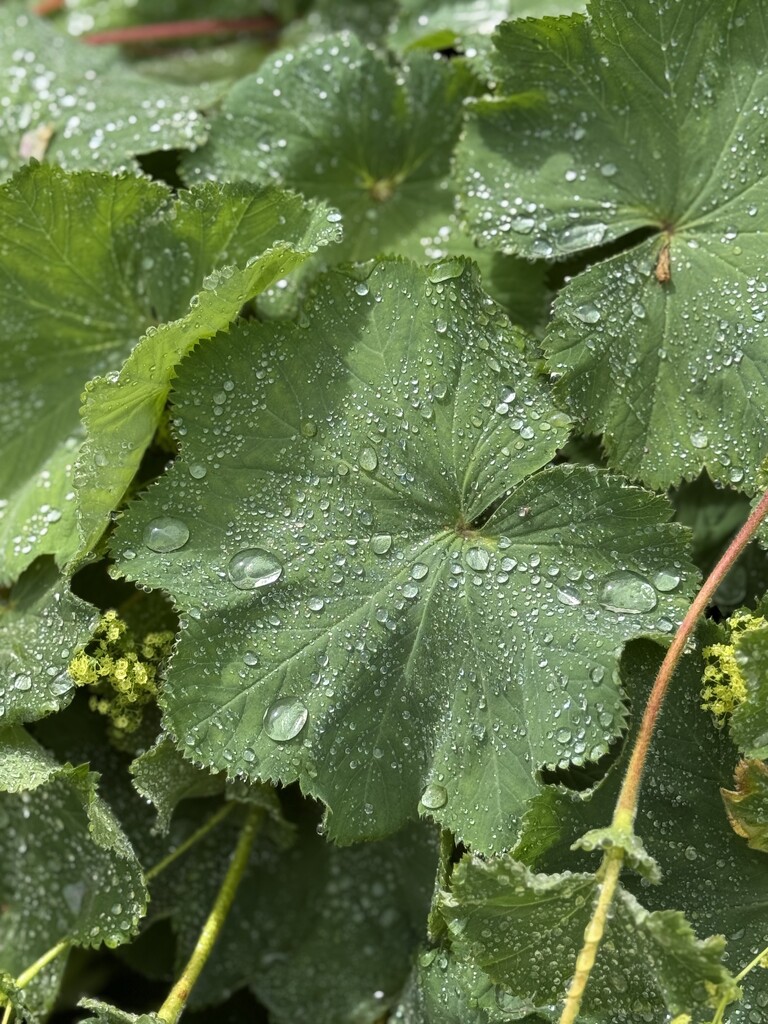 Rainwater on leaves by alipalk59