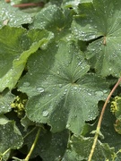 7th Jul 2025 - Rainwater on leaves