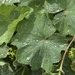 Rainwater on leaves
