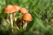 8th Jul 2025 - Mushrooms