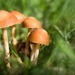Mushrooms by okvalle