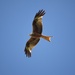 Red Kite by dragey74