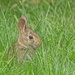 Young Rabbit Grazing