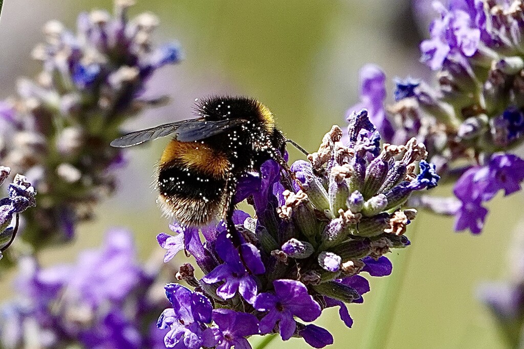 Cover yourself in pollen! by carole_sandford