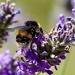 Cover yourself in pollen!