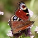 Peacock Butterfly