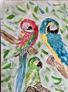 8th Jul 2025 - Sleepy macaws