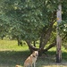 Walnut tree shade