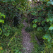 Start of the Path