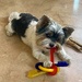 Chew toy