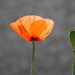 poppy by anniesue