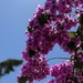 Bourgainvillea by cmf