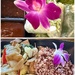 Orchid Thai Lunch