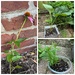 Three Foundlings