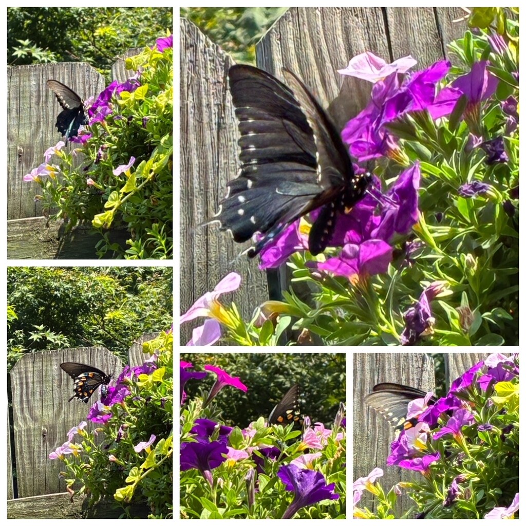 Follow the Swallowtail by allie912