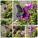 Follow the Swallowtail
