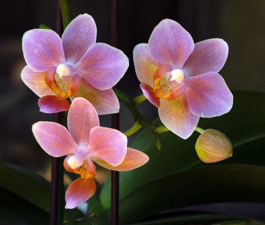 Orchid Bloom by jeffwatts