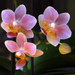 Orchid Bloom