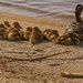 Mother duck and her 9 ducklings by radiogirl