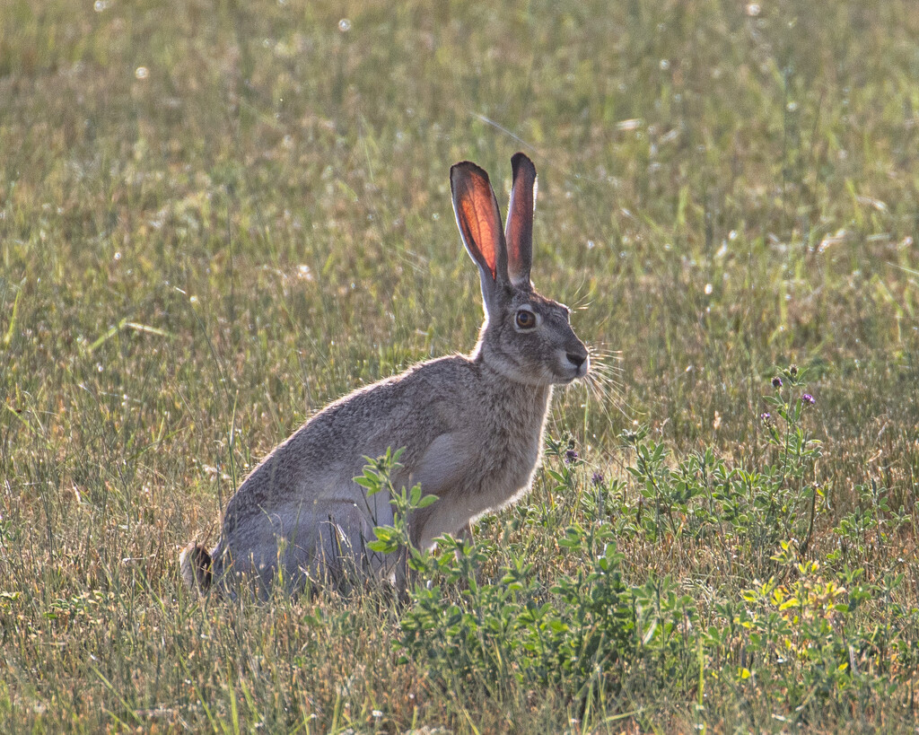 jackrabbit! by aecasey