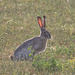 jackrabbit!