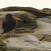 Oyster Catcher