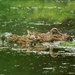 Muddy Mallards