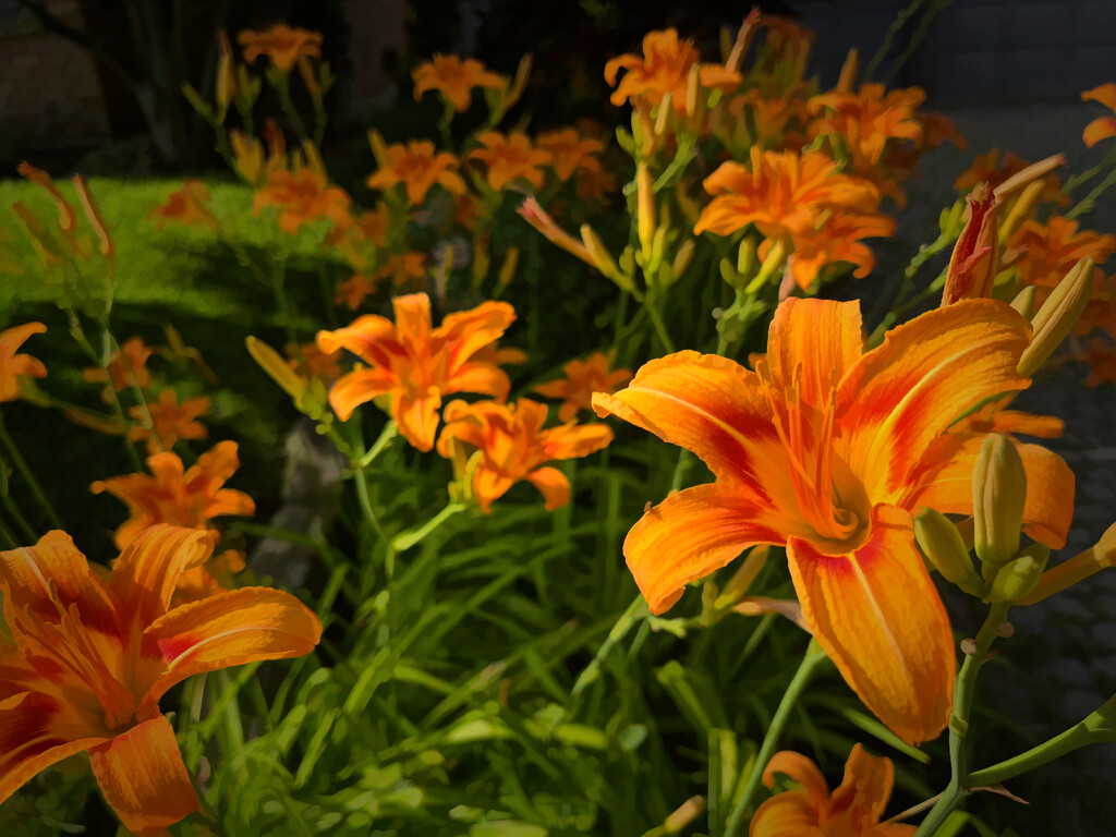 Tiger Lily by pdulis