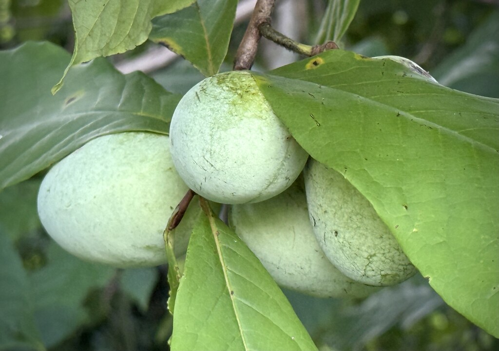 Pawpaws by calm