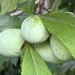 Pawpaws