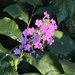 Pink along the River
