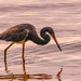 Tri Colored Heron!