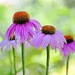 Lovely Coneflowers by lynnz