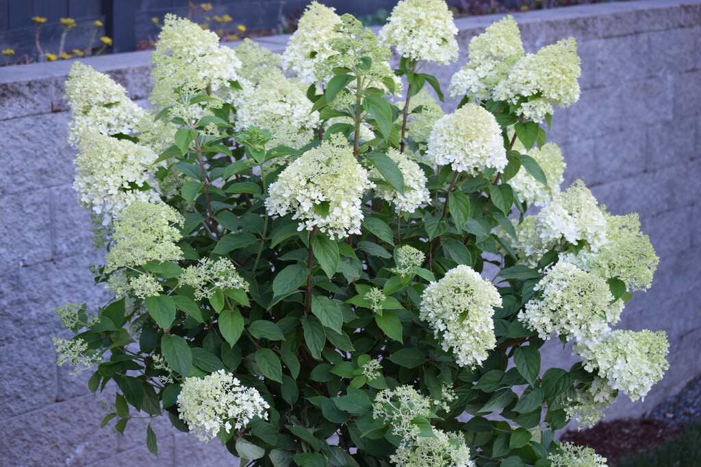 Limelight Hydrangea Paniculata Ready to Plant by richyoung
