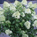 Limelight Hydrangea Paniculata Ready to Plant