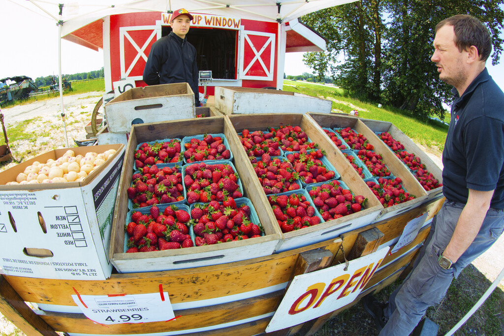 Fresh Strawberries by cdcook48