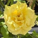 Sweet fragrance of summer…