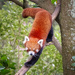 Downward Panda by helenw2
